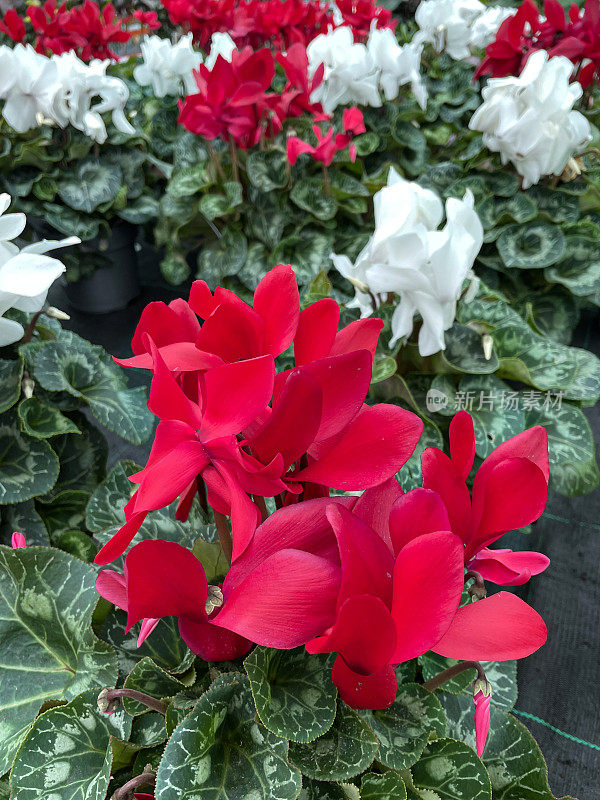 近景图片:常青藤仙客来(cyclamen hederifolium)，亮红色和白色的花，绿色的心形叶子生长在一个花园中心的黑色塑料托盘中，聚焦前景